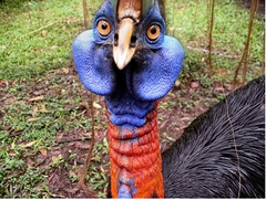 Northern Cassowary